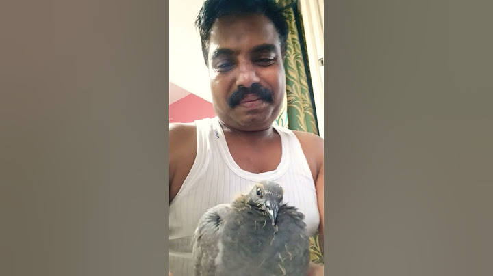 ഞങ്ങളെ വീട്ടിൽ വിരിഞ്ഞ മാടപ്രാവ്