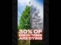 Beech Leaf Disease Is Killing Trees Fast (What You Need to Know)