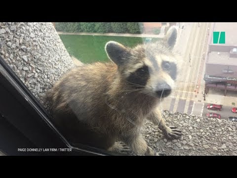 newspaper mockup Raccoon Climbs To Top Of Minnesota Skyscraper