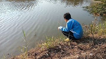 ĐI CẮM CÂU CÁ LÓC trên ruộng dính liên tục ngày cuối tuần