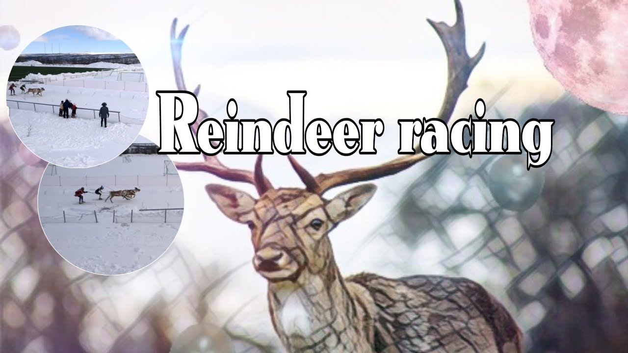 Reindeer racing - YouTube