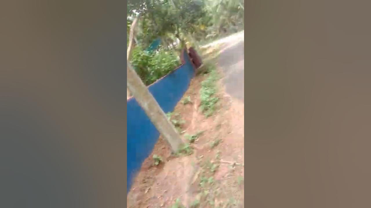 House sale .7km distance from Kannangad Nileshwar town .full coeanut