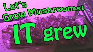 IT grew... Lets Grow Some Mushrooms: Day 6