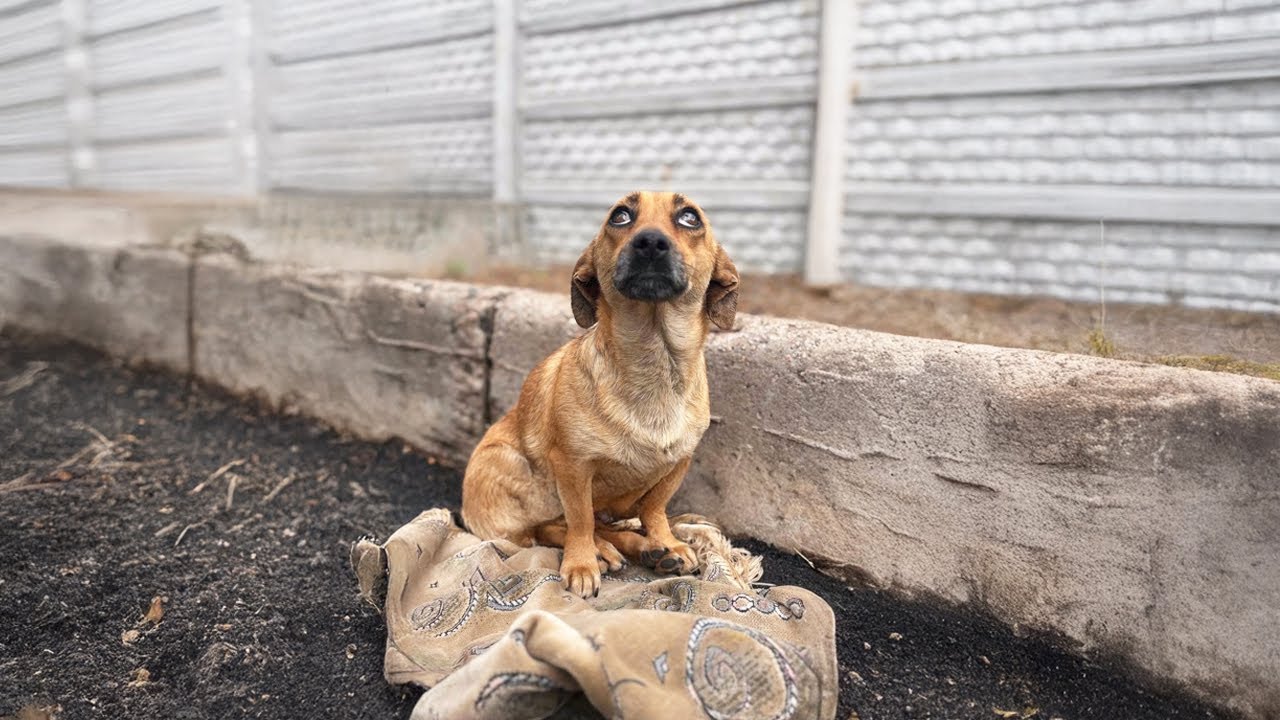 He Knew About the Accident… But Walked Away, Ignoring His Dog’s Desperate Pleas