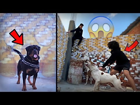 رد فعل بوتشر لما شاف بويكا و سلطان بيهجموا عليه