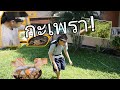 ข้าวผัดกะเพรา | การผจญภัยในมื้อเดียว EP.1