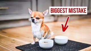 Your Dog Won't Drink from Here! Important Mistake When Choosing the Right Bowl for Your Dog by neleticom 636 views 2 months ago 9 minutes, 43 seconds