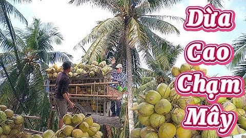 Nay hái vườn dừa muốn tới tận mây .nhờ dừa sai trái #quocduavlog 