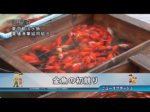 金魚の初競り