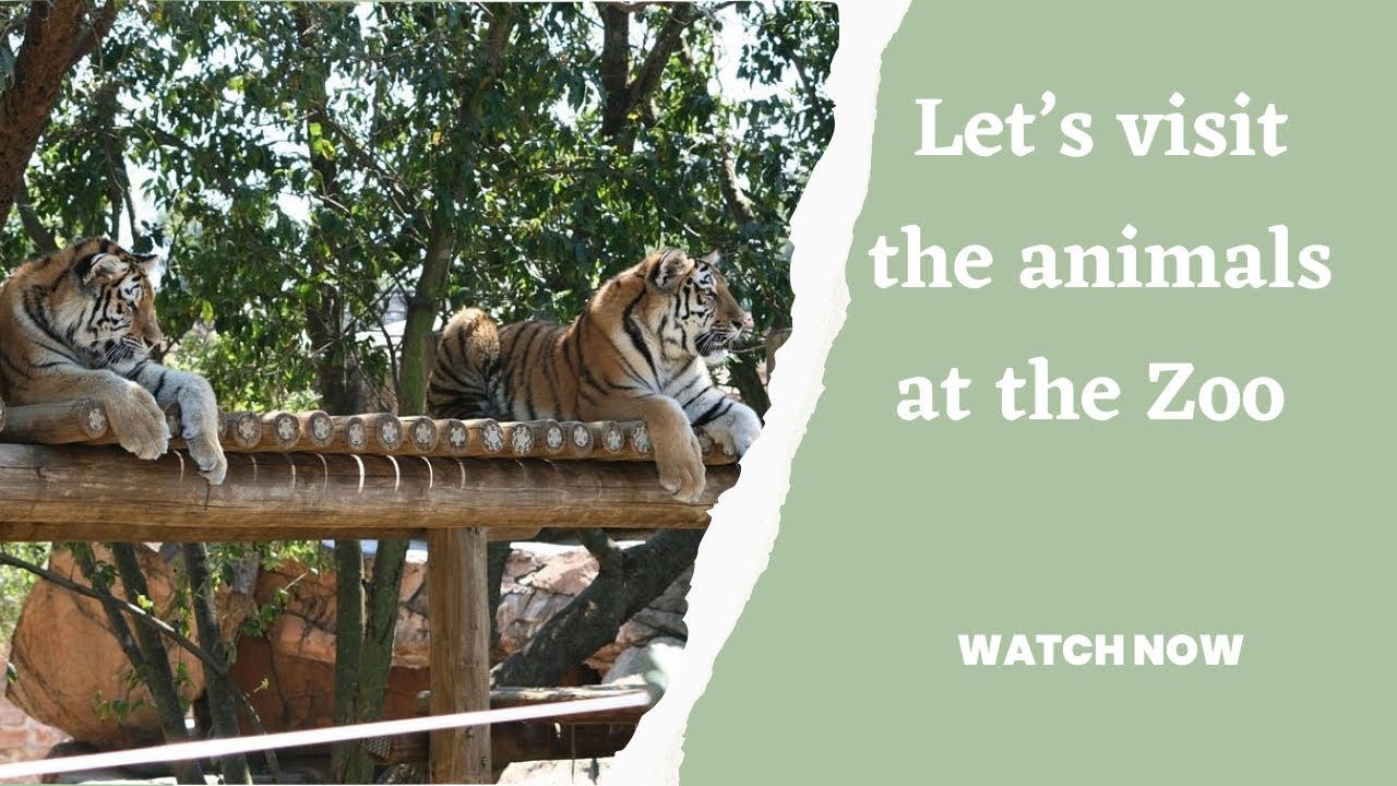 Make A Trip With Me To The Zoo In Pretoria South Africa southafrica make-a-trip-with-me-to-the-zoo-in-pretoria-south-africa-southafrica