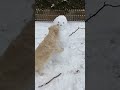 Lilly the puppy just has to knock over the snowman! Silly Golden Retriever #puppy #cute #winter