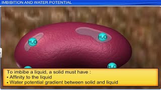 CBSE Class 11 Biology || Transport in Plants Part 1 || Full Chapter || By Shiksha House