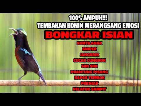 MASTERAN KONIN GACOR FULL ISIAN NEMBAK MLENGKING - PANJANG KASAR COCOK BUAT KOLIBRI NINJA MABUNG