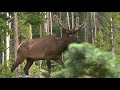 What Colorado deer/elk is this?