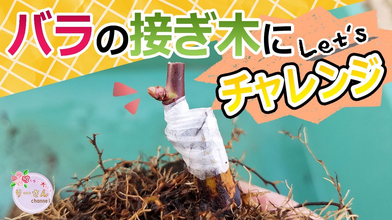 バラの接ぎ木に挑戦！！はたして・・・