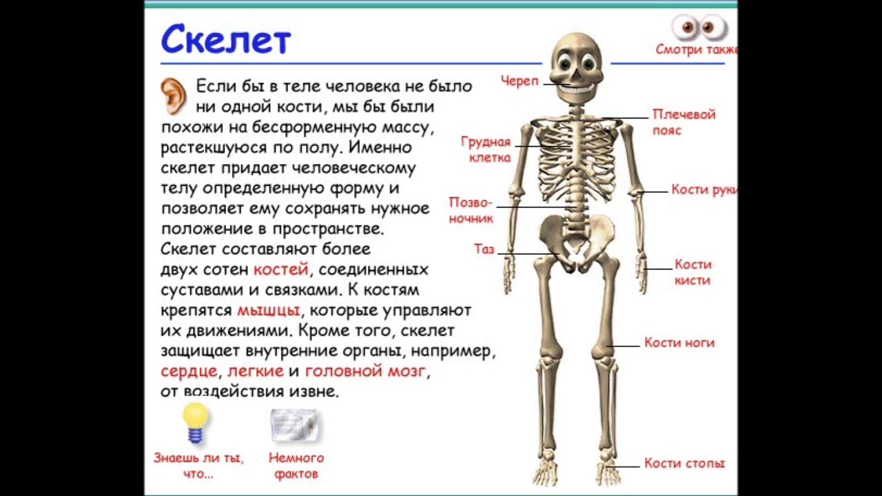 Сколько костей имеет