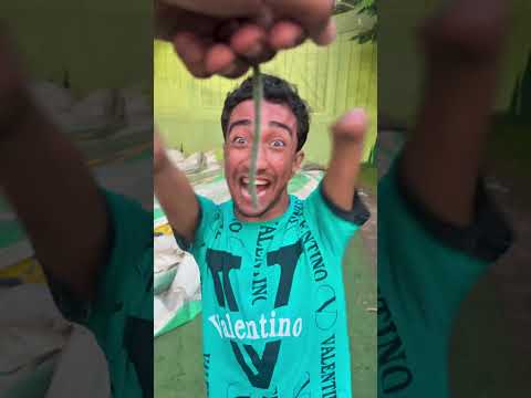 أيد الخير جايبه شعرورتي ضع لايك واشتراك Shorts