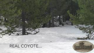 Coyote Challenge Howls & Barks