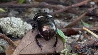 2024年5月10日のきみ昆虫編