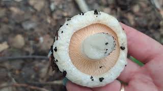 Караганда.Тихая охота.  Сбор грибов в Корнеевских лесах.  Грузди, подосиновик и белый гриб.