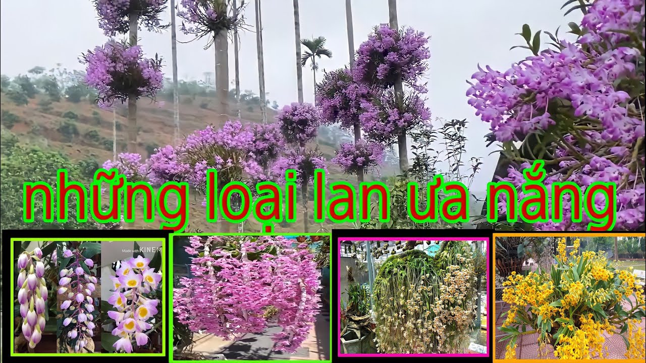 tốp 10 loại lan ưa nắng,các loại lan chịu nắng tốt... - youtube