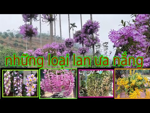 Video tốp 10 loại lan ưa nắng,các loại lan chịu nắng tốt... - youtube