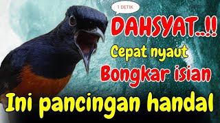 Download Lagu DAHSYAT 100% PANCINGAN MURAI BATU GACOR PAGI-SORE SEKALI DENGAR MURAI BATU APAPUN LANGSUNG BUNYI MP3