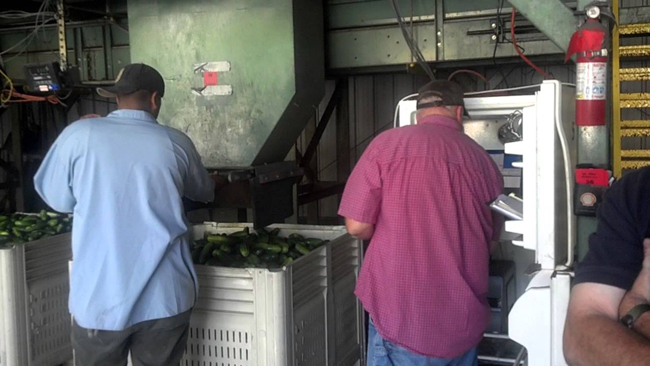 Mt Olive Pickle Buying Station Produce Scan Implementation YouTube