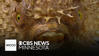 Union Depot Science Museum partner for Under the Sea-themed Depot Days