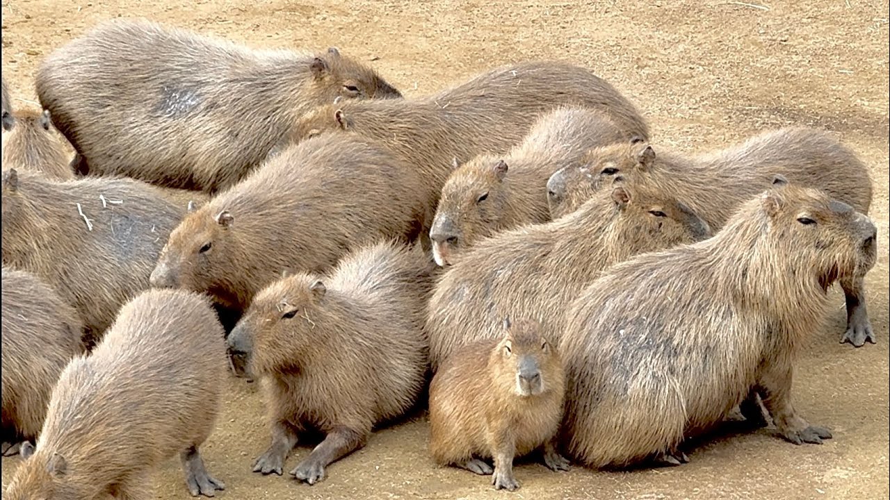 カピバラ A zoo where capybaras live freely [Japan Tokushima Zoo] - YouTube