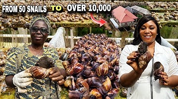 HOW SHE BUILT A MULTI MILLION NAIRA SNAIL FARM IN HER BACKYARD FROM SCRATCH IN NIGERIA  🇳🇬  AFRICA 🌍