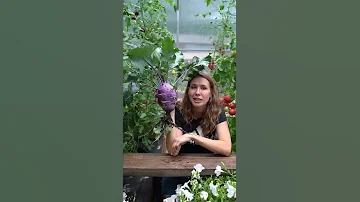 Нетипичная капуста кольраби