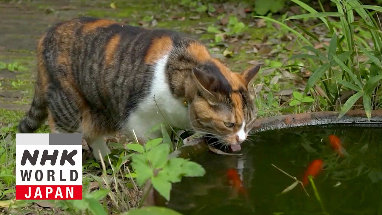 Sendai: In Deep Green - A Cat's-Eye View of Japan