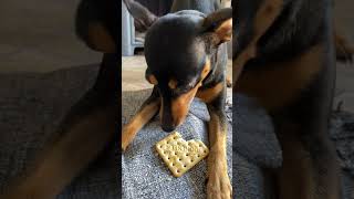 É pessoal 🐶🐾 #pincher #viral #peds #cachorro #dog #fofo