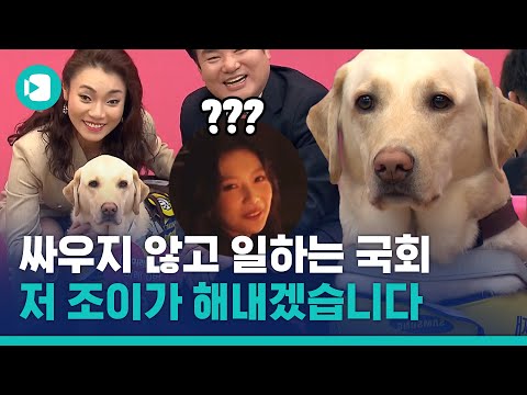 조이가 해낸개 / 비디오머그