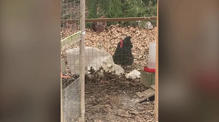 Helbert Hens January 2019