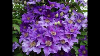 видео: Клематисы в больших контейнерах. Пересадка. Обрезка роз. Итоги черенкования клематисов. Уборка садов картинка: Клематисы в больших контейнерах. Пересадка. Обрезка роз. Итоги черенкования клематисов. Уборка садов