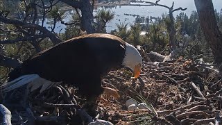 FOBBV🦅Nature Takes Care Of Nature🥚One Egg Is Broken💔Shadow Mourns💔Jackie Hides The Others👀2024-04-11 by Cali Condor 23,461 views 3 weeks ago 26 minutes