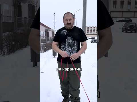 ГУЛЯЙТЕ С СОБАКОЙ НЕ МЕНЕЕ... Главное правило! Почему с собачкой нужно гулять?  #дрессировкасобаки