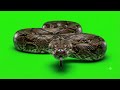 Snake Slithering Green Screen Effect | Free Chroma Key 🐍