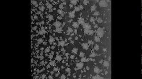 Real-time SEEC video-microscopy of Anti-GalCer antibodies binding