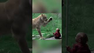 How Dangerous Animals Really Are 😯 #explore #wildlife #animals #scary #horror #trending #explore4all