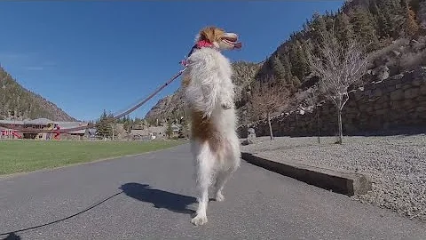 Dexter, Ouray dog that walks like a human, becomes internet famous