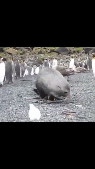 what? seal mating with penguin - YouTube