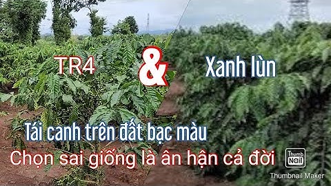 Đất bạc màu và nhiều nấm bệnh, nên chọn giống cà phê nào để tái canh nhanh lấy lại vốn