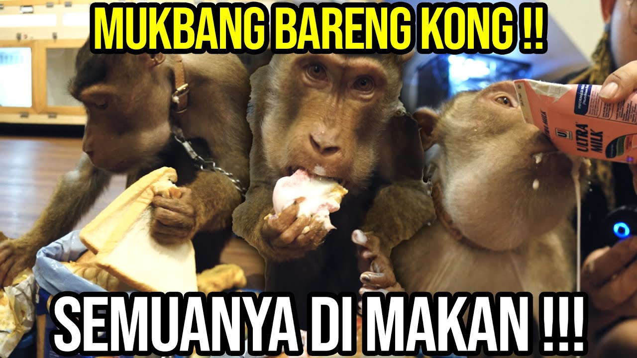 KONG BERUK RESCUE MUKBANG !!! LIHAT REAKSI KONG MAKAN NASI PADANG , SUSU STOBERI DAN ESKRIMM ???!!