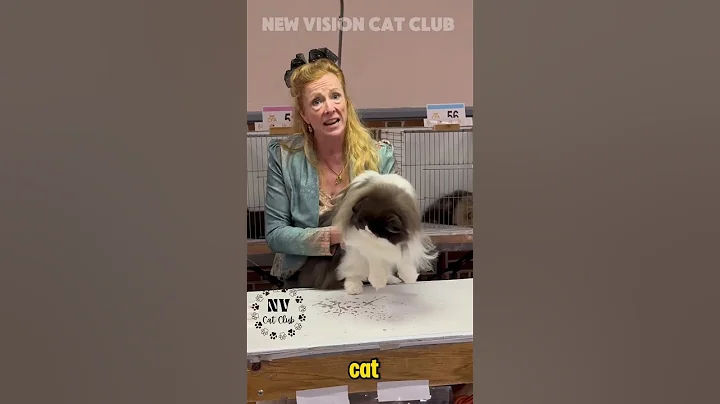 Video 9478231: persiancat, tonkinese, cat