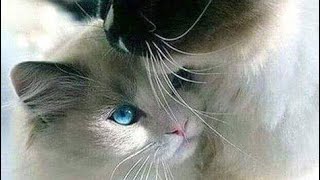 خلفيات HD  لشاشه الكمبيوتر او الموبيل screenshot 2