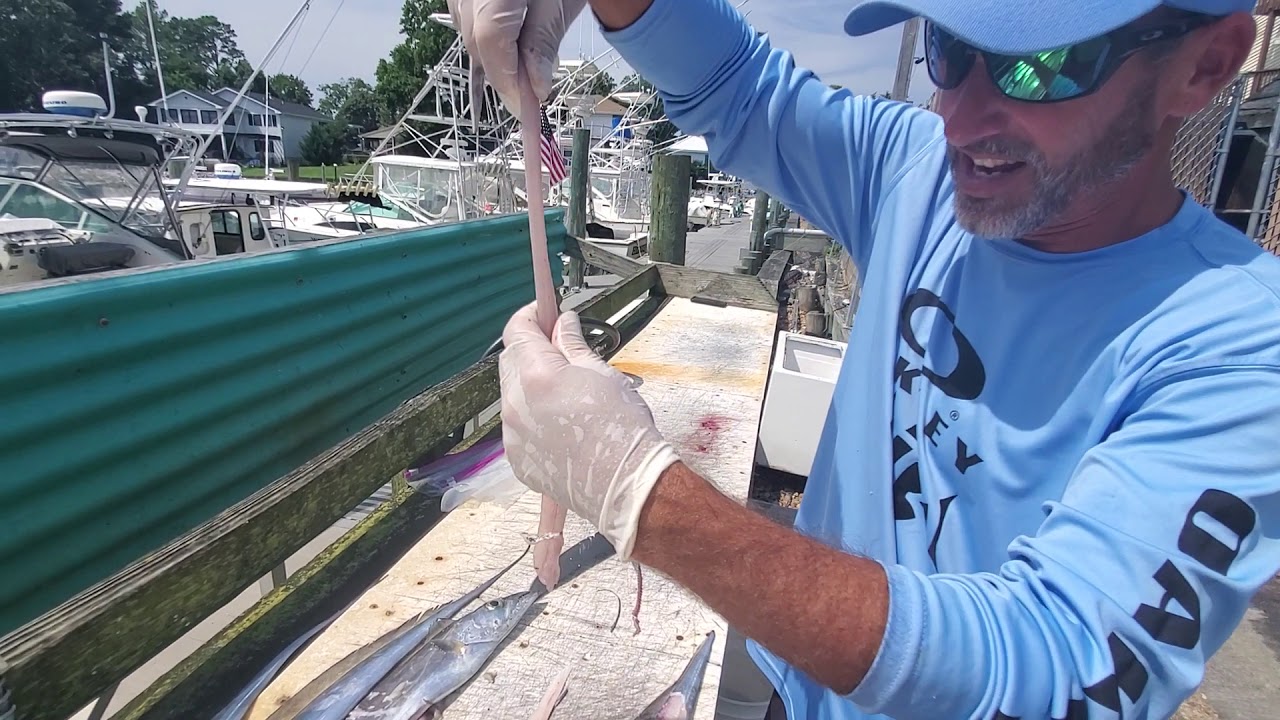 How to clean Ribbon Fish with Captain Billy Pappas JR. Jim Baugh Outdoors TV 2019 - YouTube