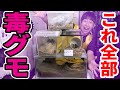 腹ペコのタランチュラにゴキブリを与えようとしたら問題作となりました